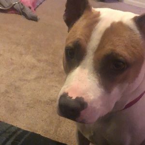 Meet your Posher, Jayson